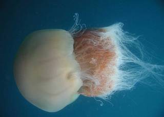 Japón tiene esta plagado de medusas Aguaviva Nomura 